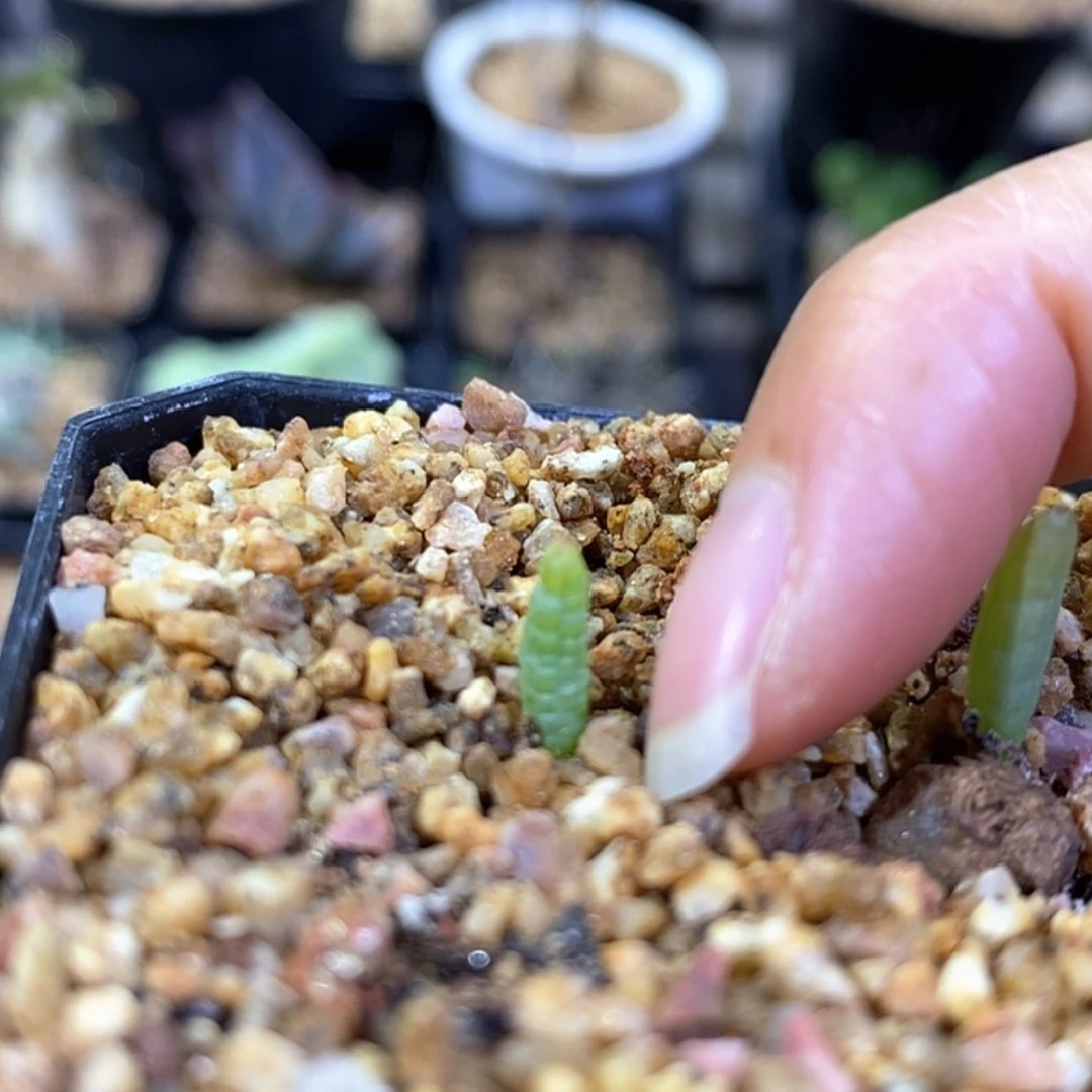 【闪购商品】宋*眼镜蛇鳞芹