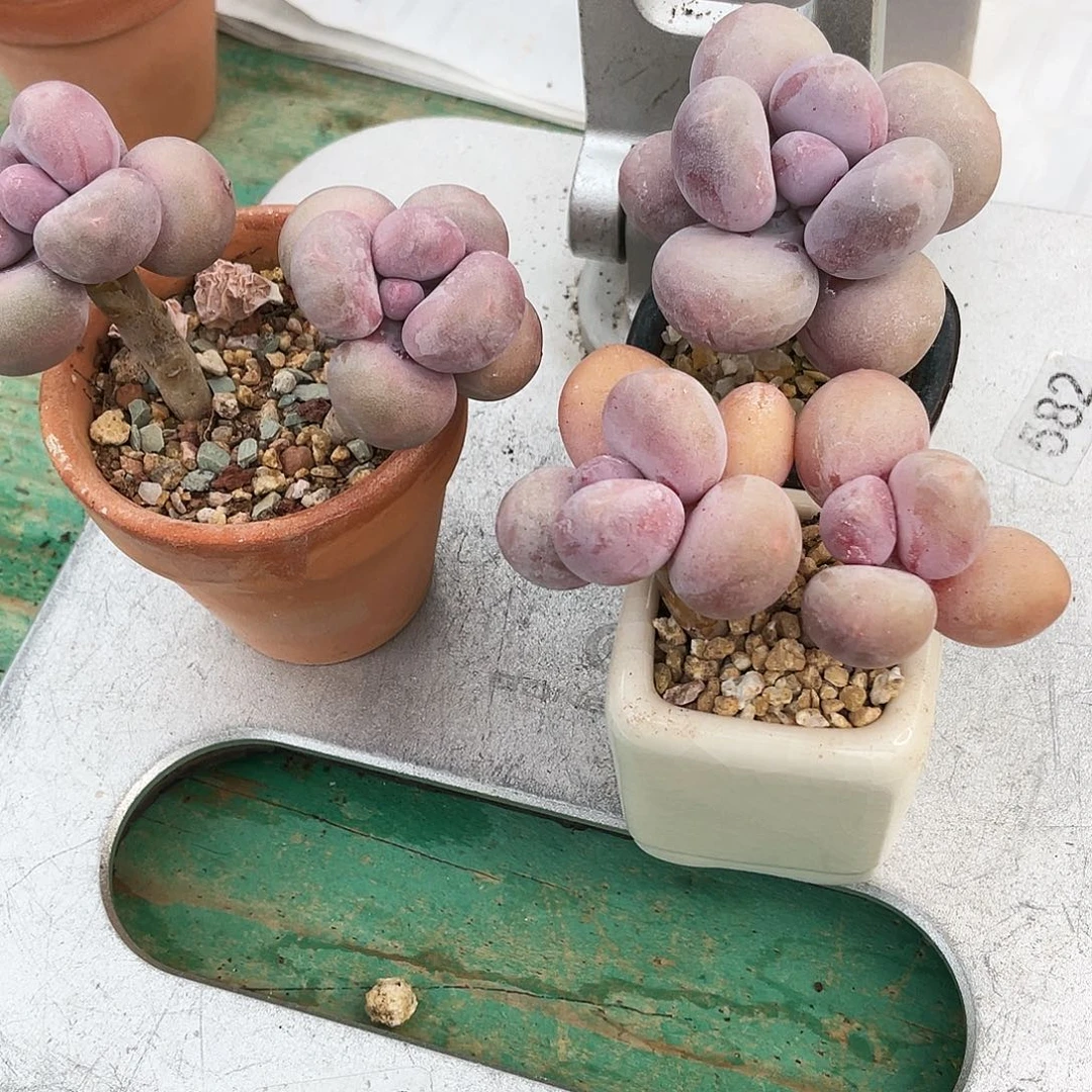 p****.多肉植物的生长发育