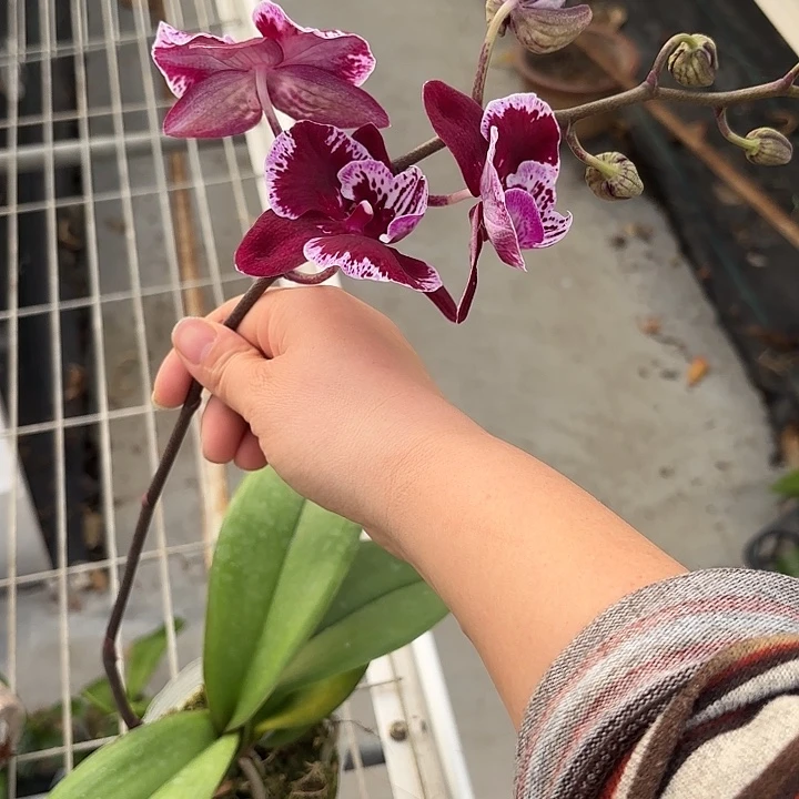 当前无花栽培后可以开花小狮子3.5寸消苞不售后