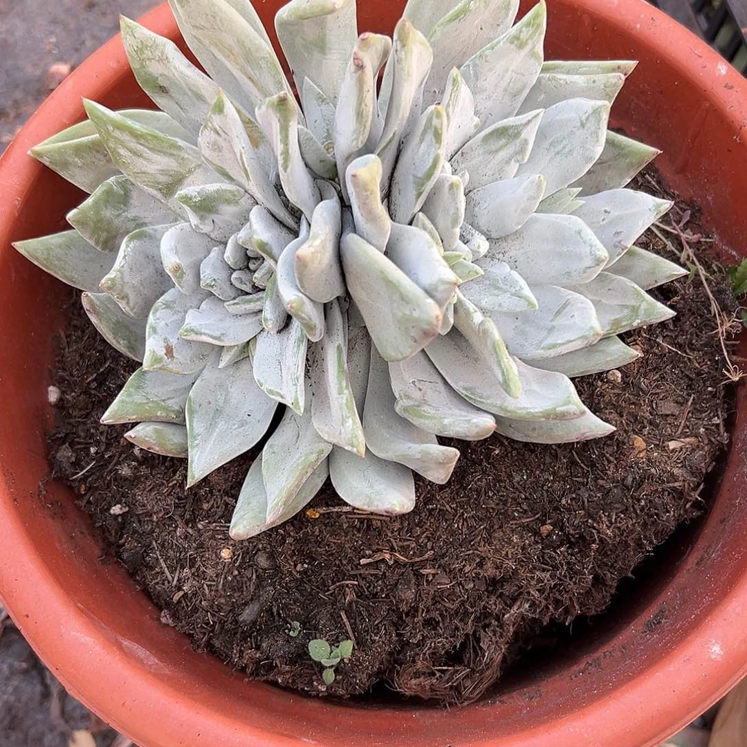 大圆叶苹果叶杂3145