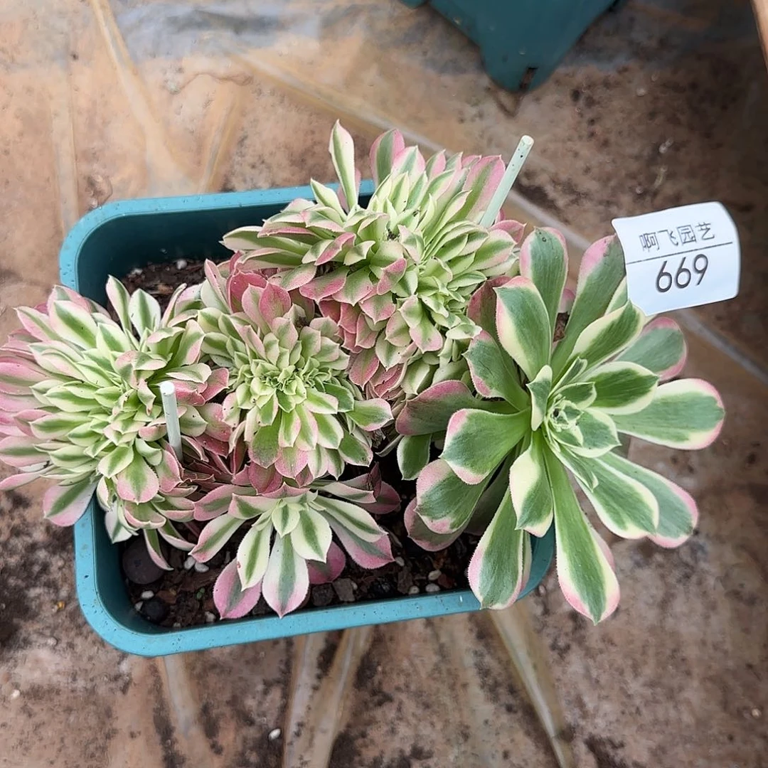 669多肉  粉水晶缀福利
