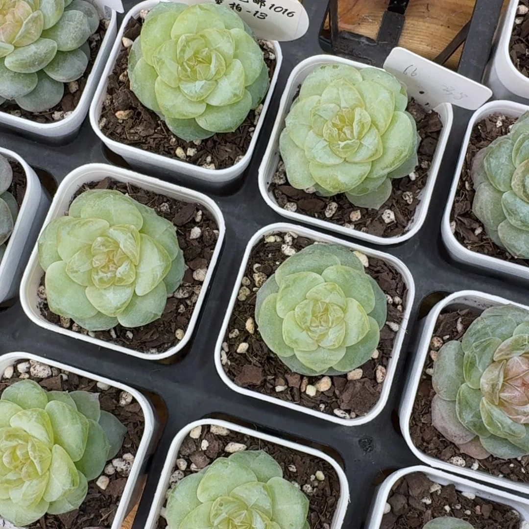 1016-13-66单头量拍