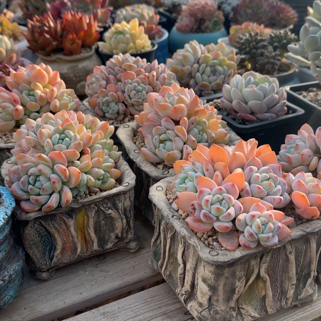 盆两个五十包邮两个盆