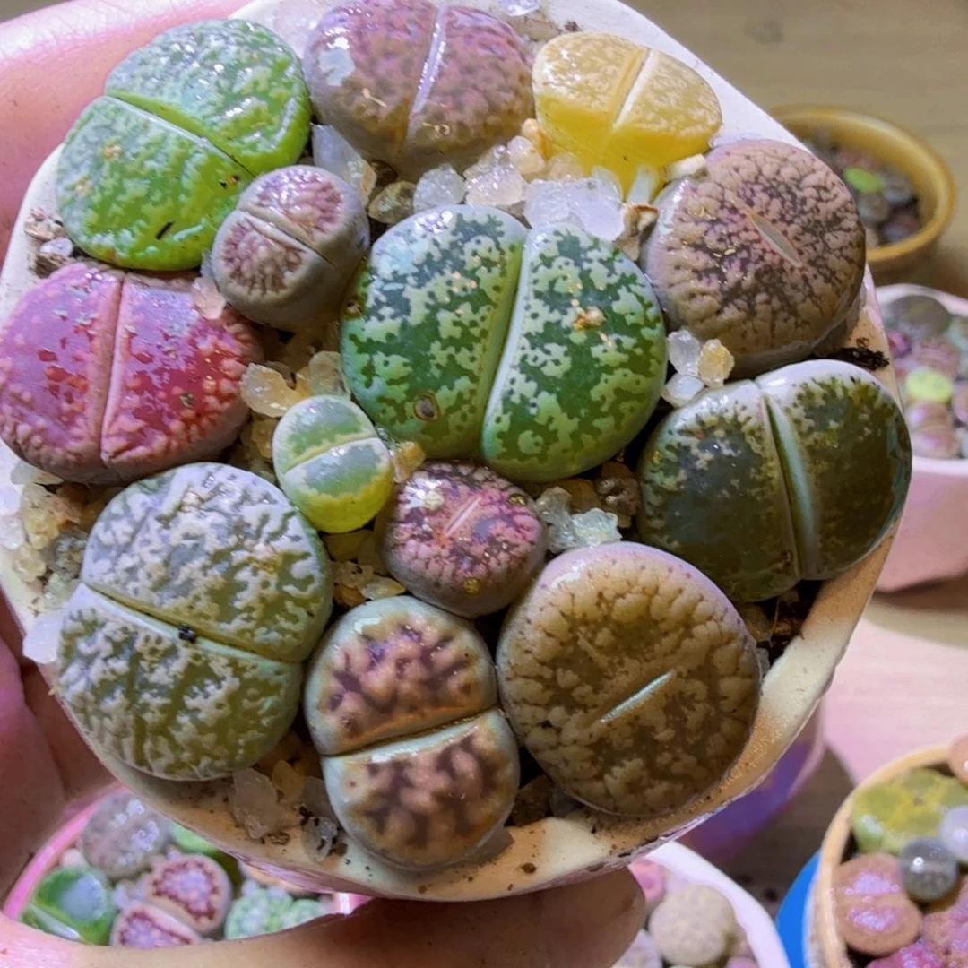 福利福利福利福利8