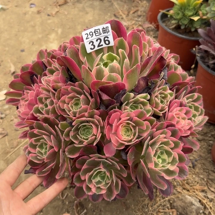 妖月……多肉植物……