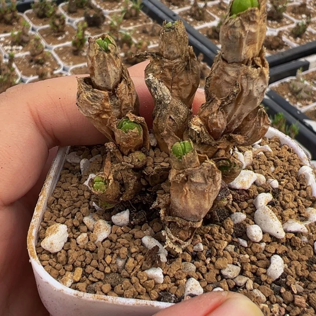 552多肉植物种类多样