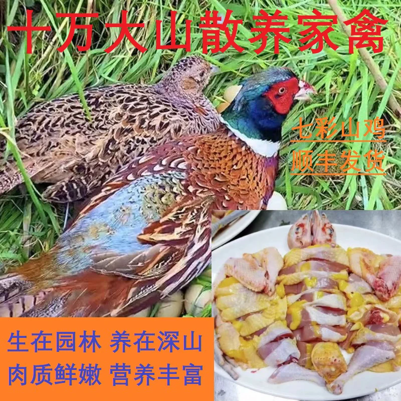 【顺丰包邮】五谷杂粮喂养野鸡园林散养七彩山鸡公母可选整鸡发货