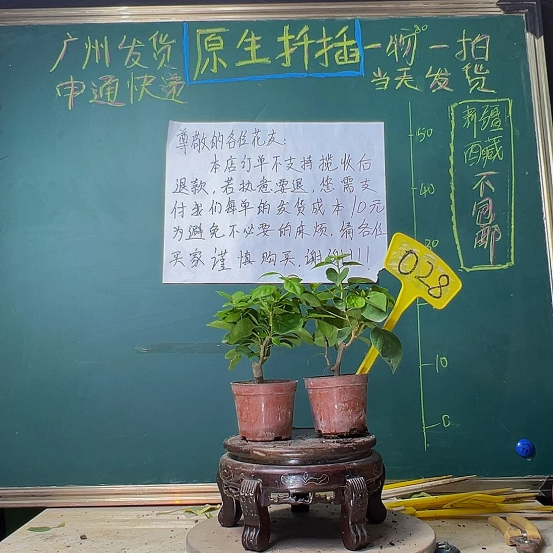 当前无花栽培后可以开花佩德罗掌中宝 暗斑五宝掌中宝028