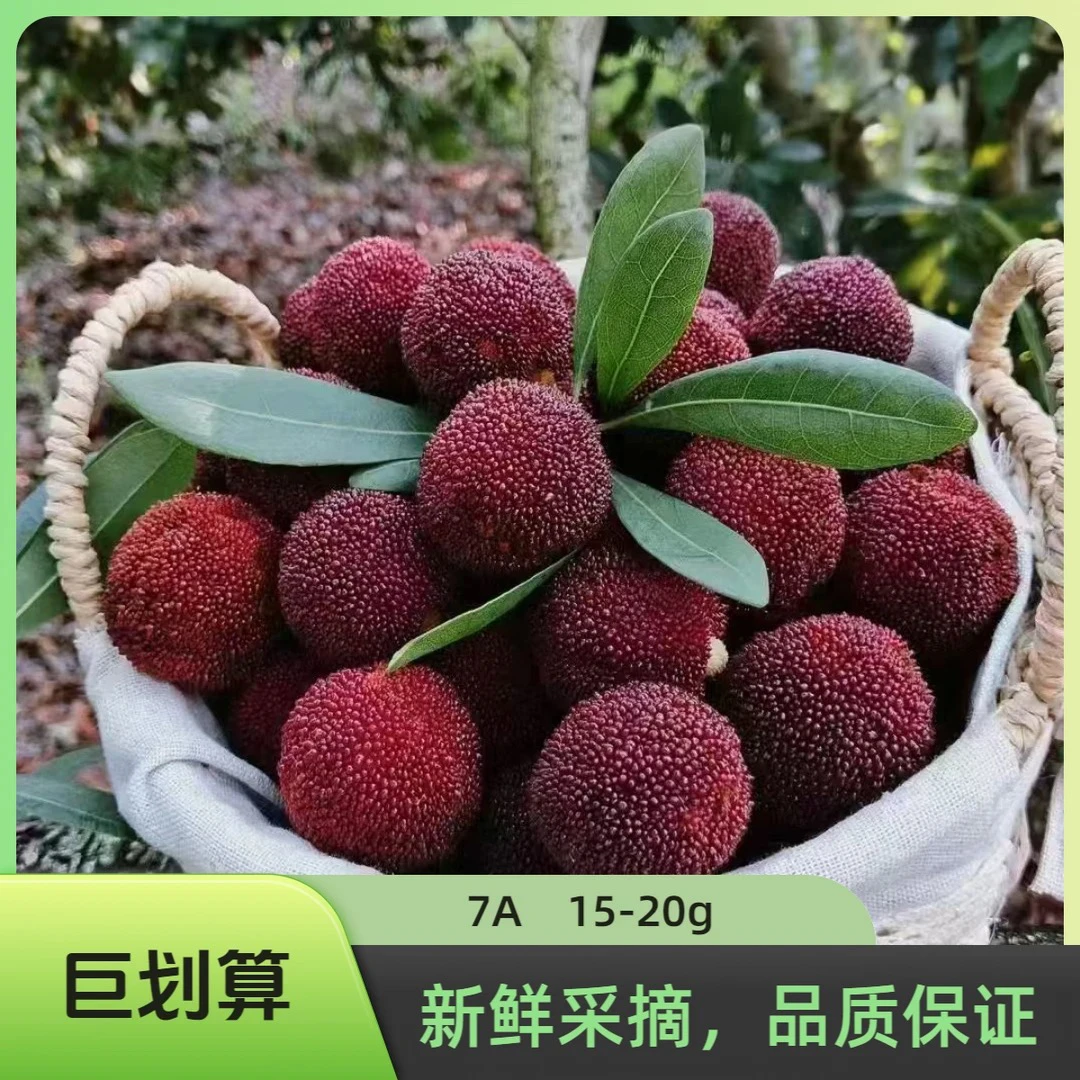 高山60颗正宗浙江仙居东魁杨梅水果运损顺丰包邮空运冷链