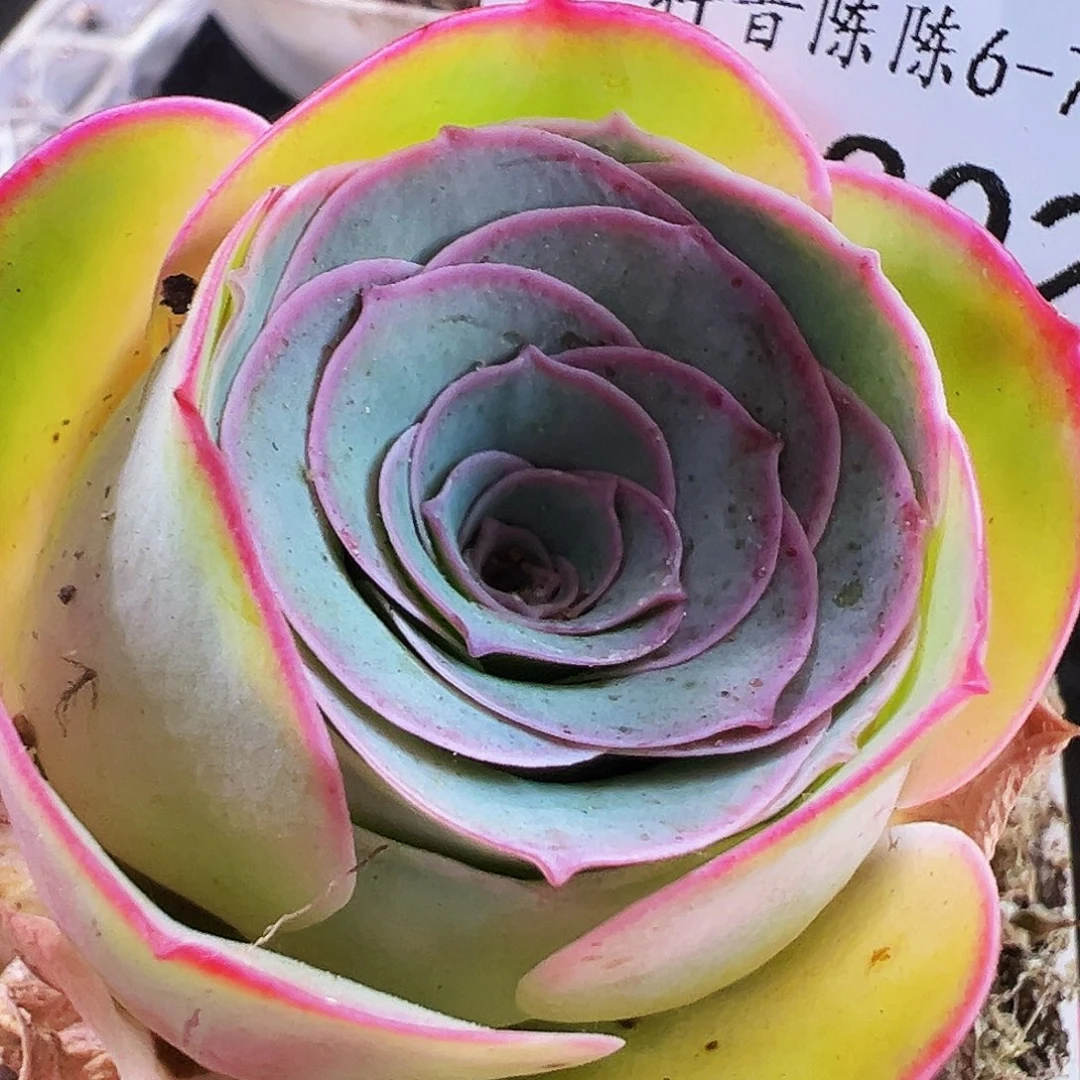 陈陈802绝色x各种开播福利