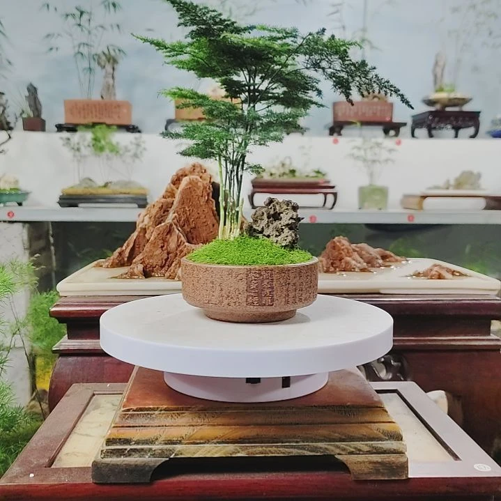 盆景，文竹，玲珑石，