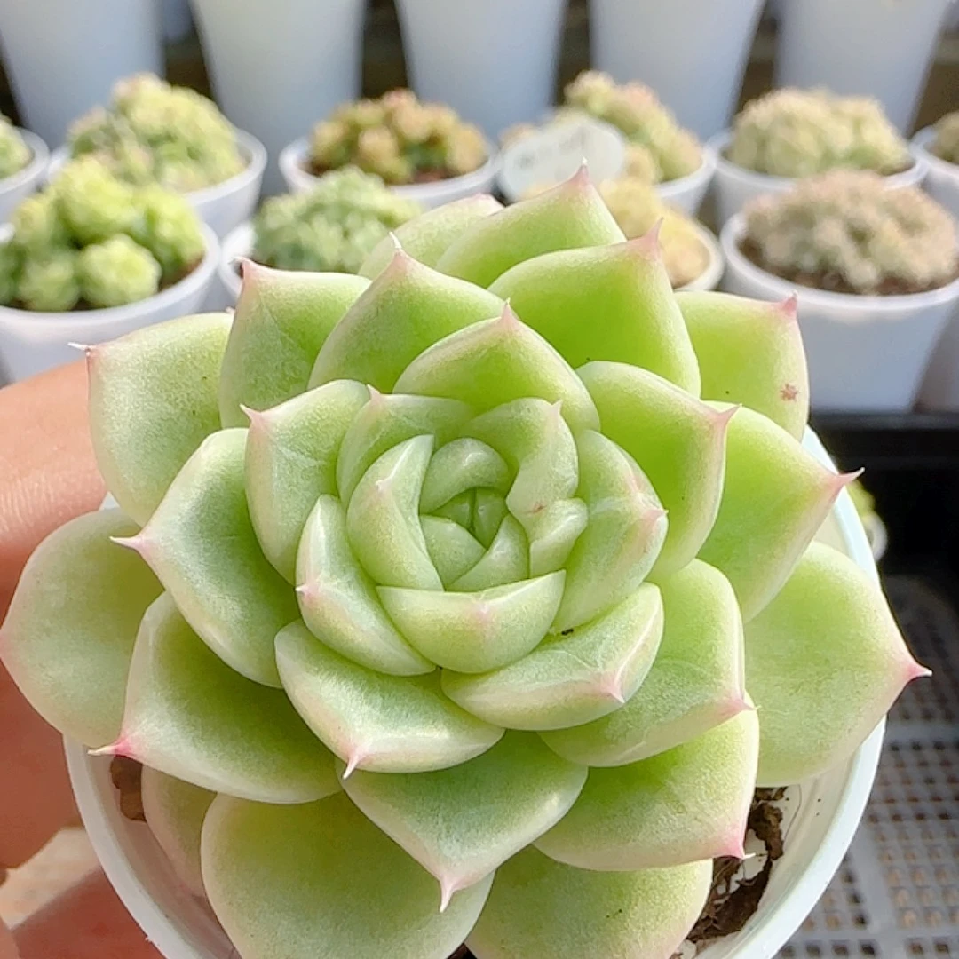 1114-107（优选麦秆）