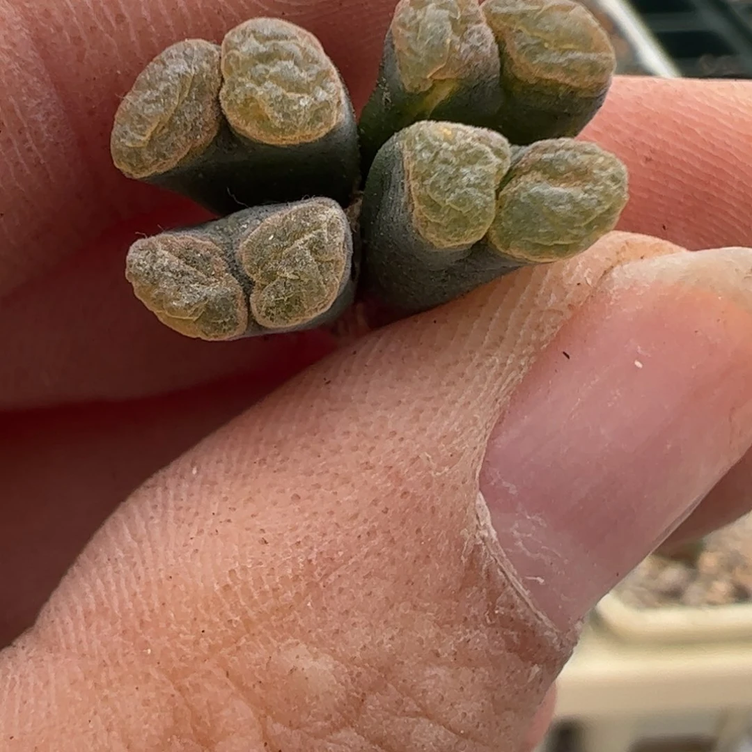 261 好看的多肉冲冲冲