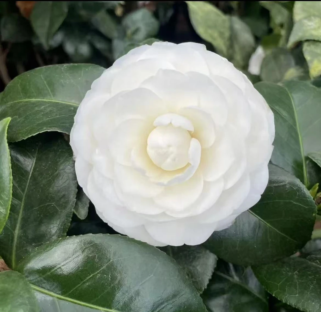 50-60 纯白色 东方亮 山茶花树苗四季常青易活好养