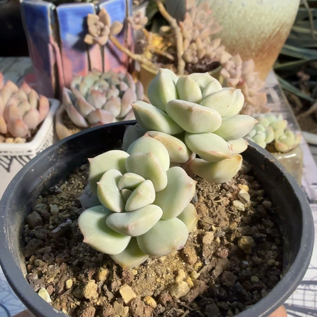 856双头奶特满20包邮