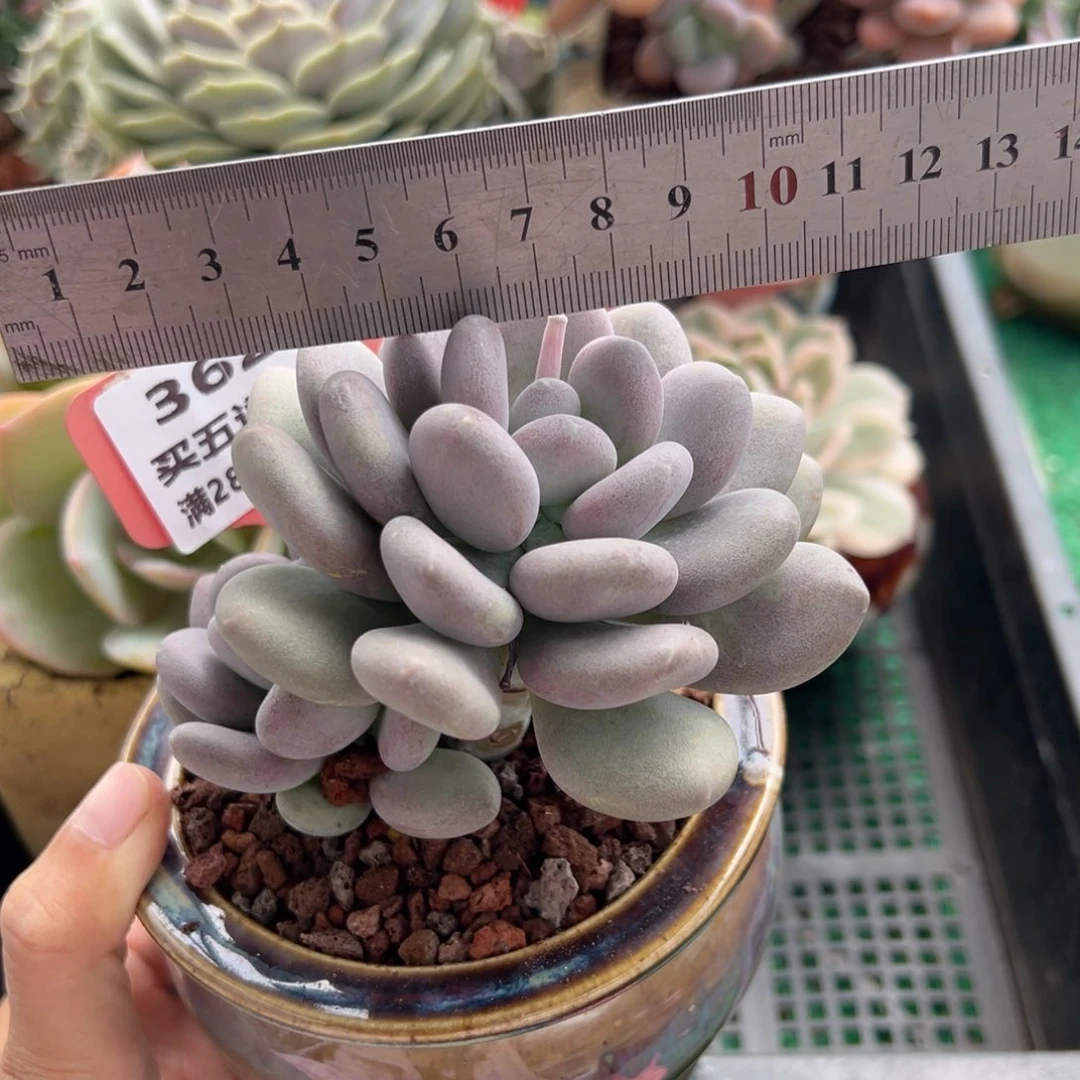 表妹精品多肉植物362.