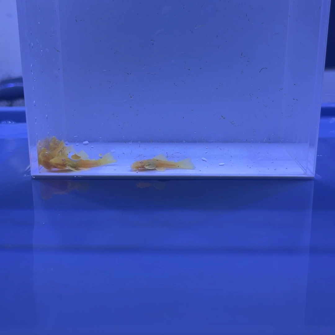 孔雀鱼胡子5条开箱视频报损