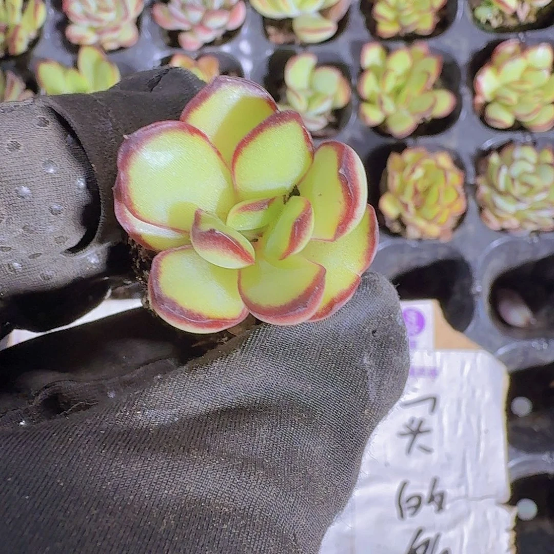 肉酱玫瑰两颗一组