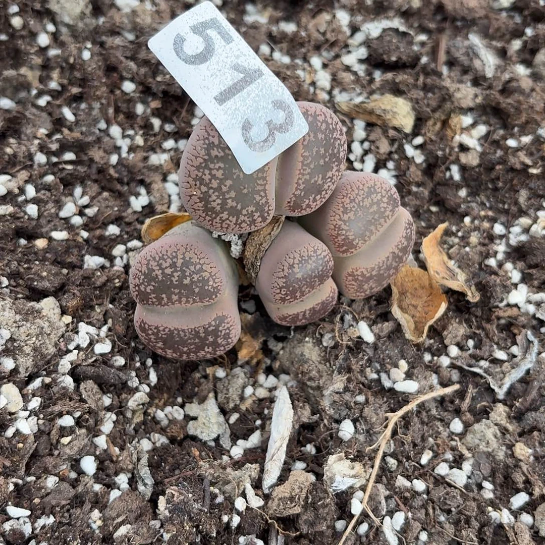 忆***9生石花一物一拍513
