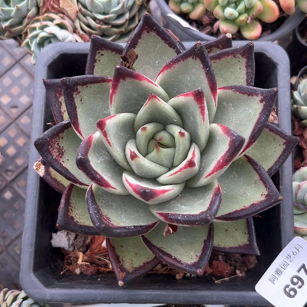 阿雅园艺。     6971乌木