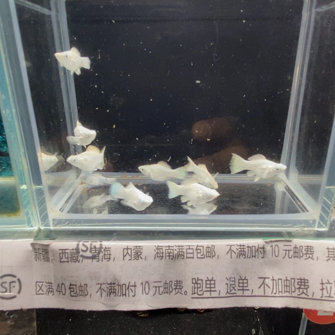 孔雀鱼瓷白玛丽小亚成随机九条