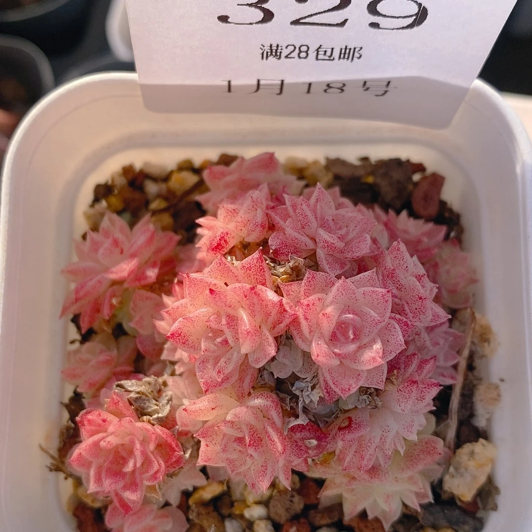 【闪购商品】云329