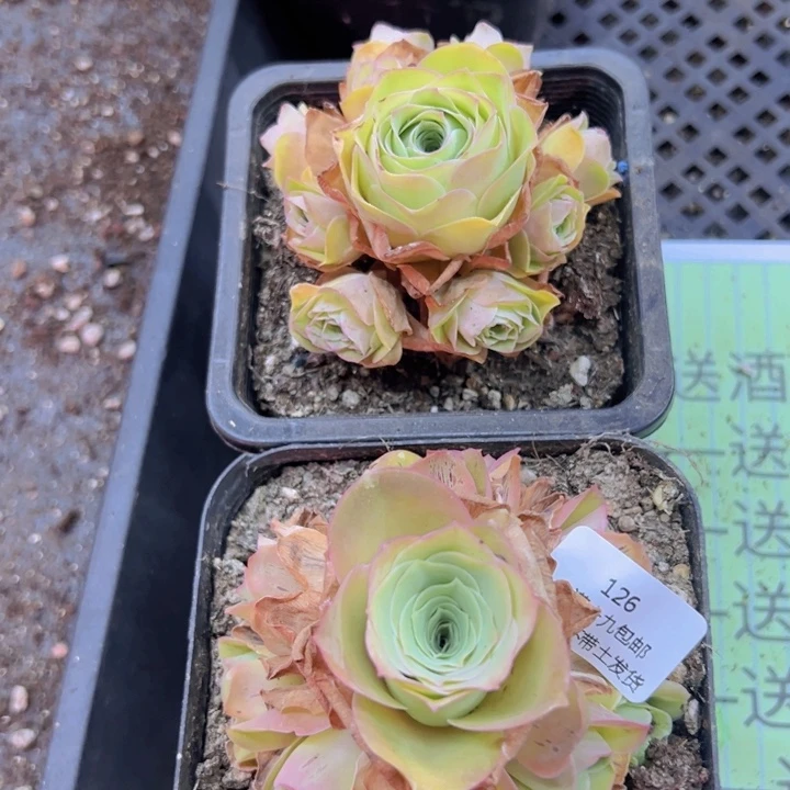 126 裸根不带土发货不包损