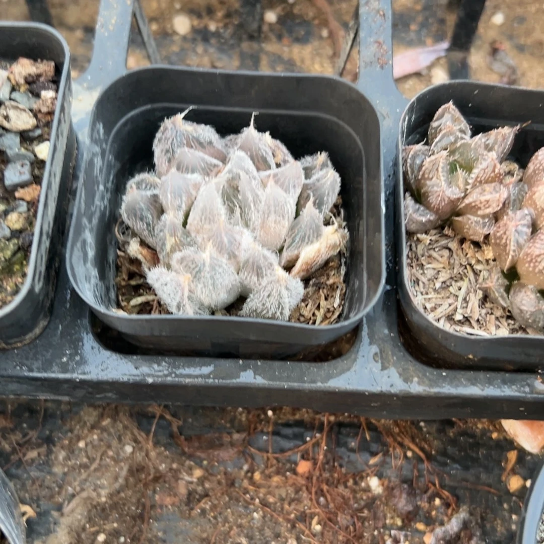 多肉植物多肉植物