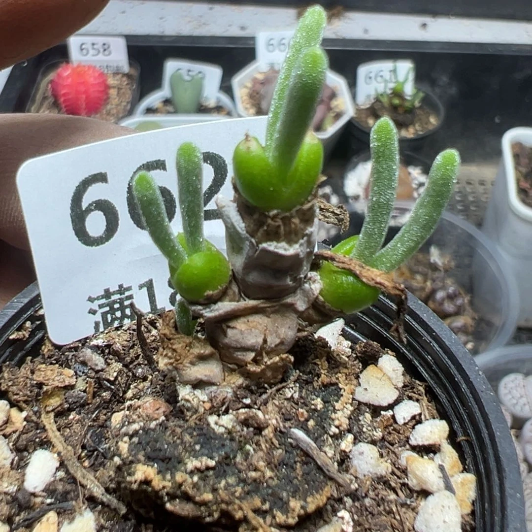 【闪购商品】 662。