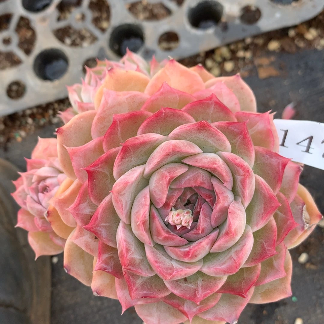 1475杂交精品基地11厘米