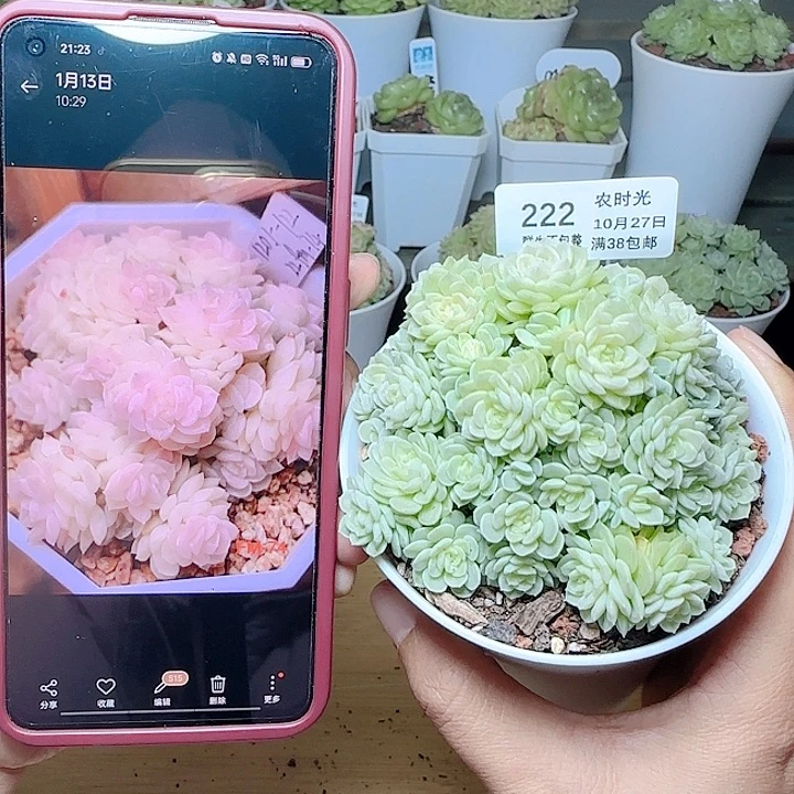 1027-222fm-74麦秆