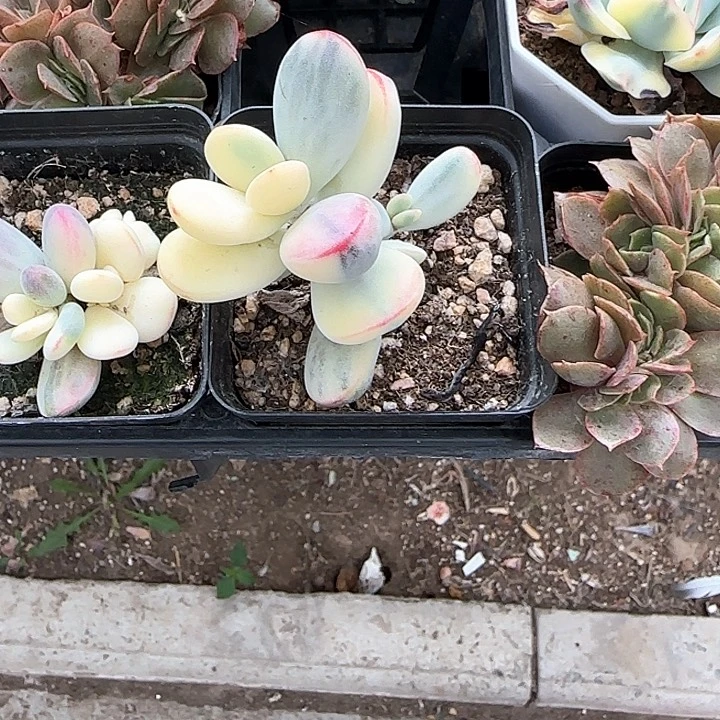 青蛙王子儿童牙膏。11