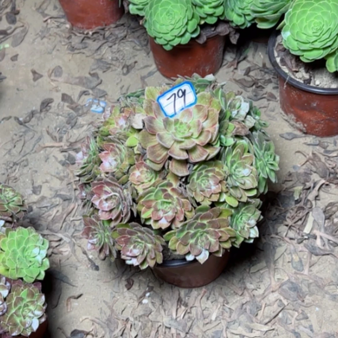 【闪购商品】何男爵79