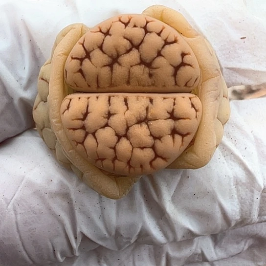 0582.荒玉383福利1121111