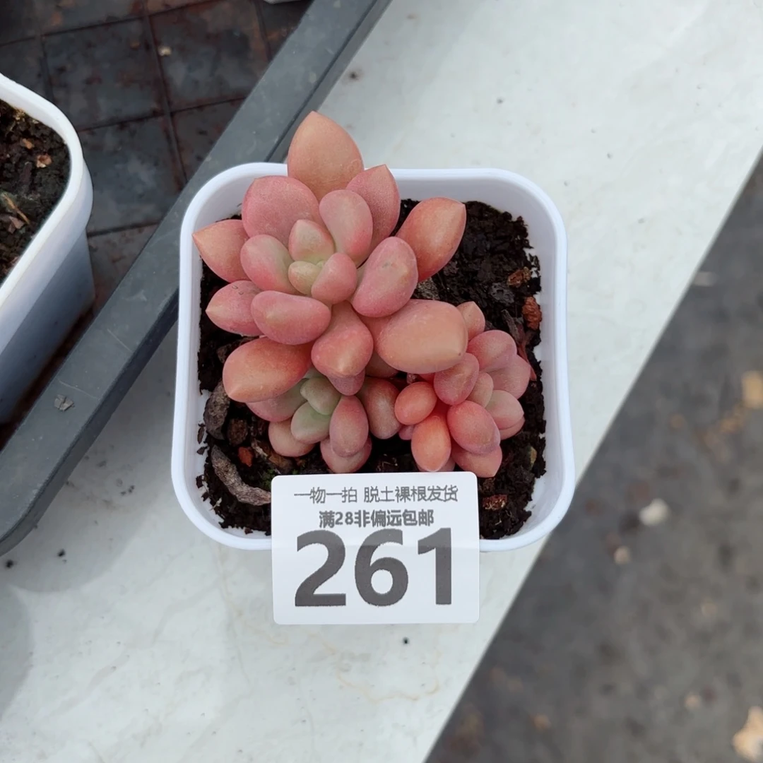 先锋派老桩多肉多肉