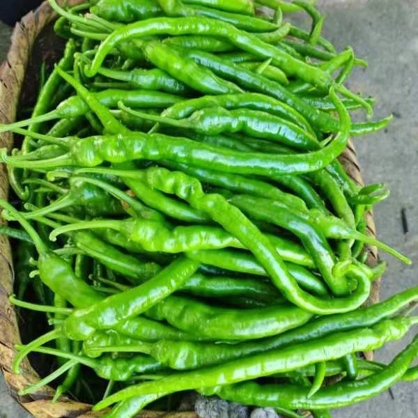 贵州新鲜青椒青辣椒青线椒青海椒青二荆条长辣椒辣子新鲜蔬菜薄皮