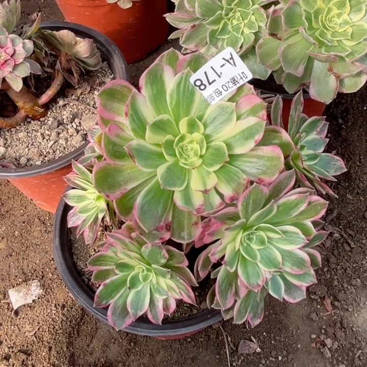 178海，123456789多肉