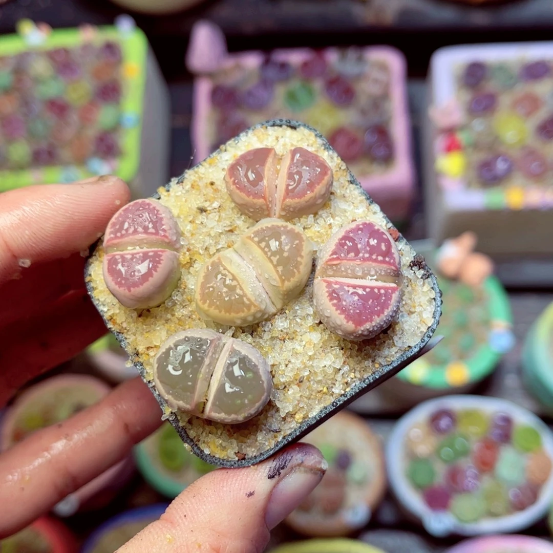 335生石花带盆发1