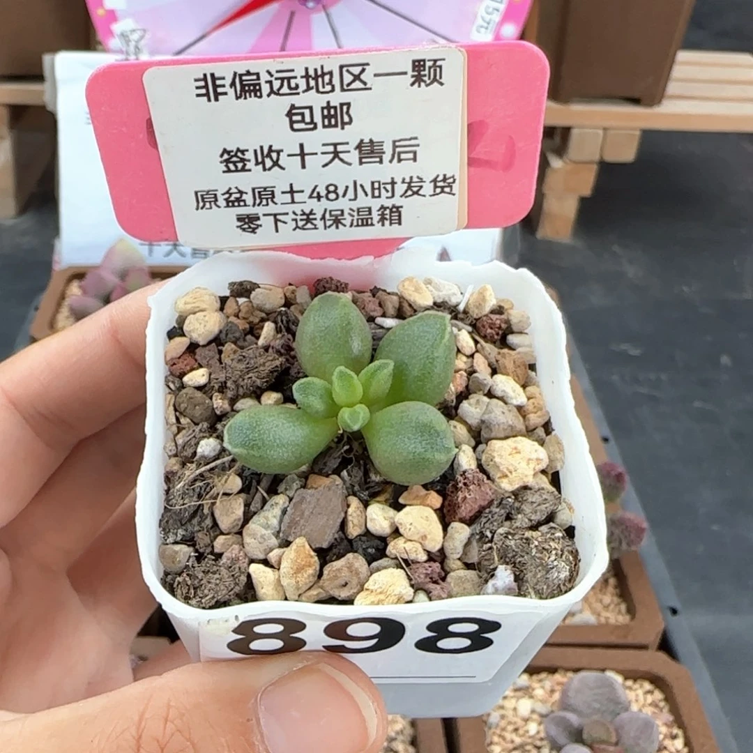 898牛油果多肉植物