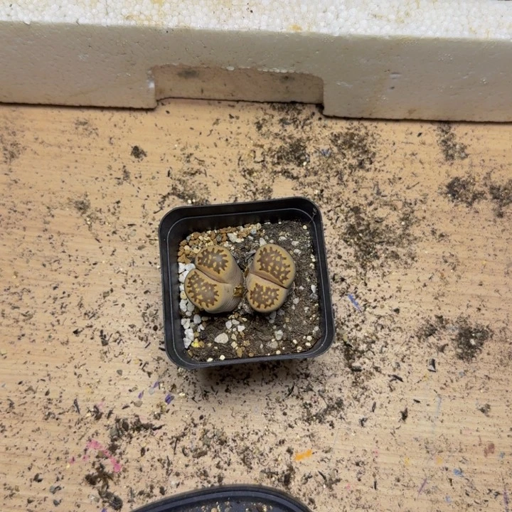 啦*?多肉植物的生长56