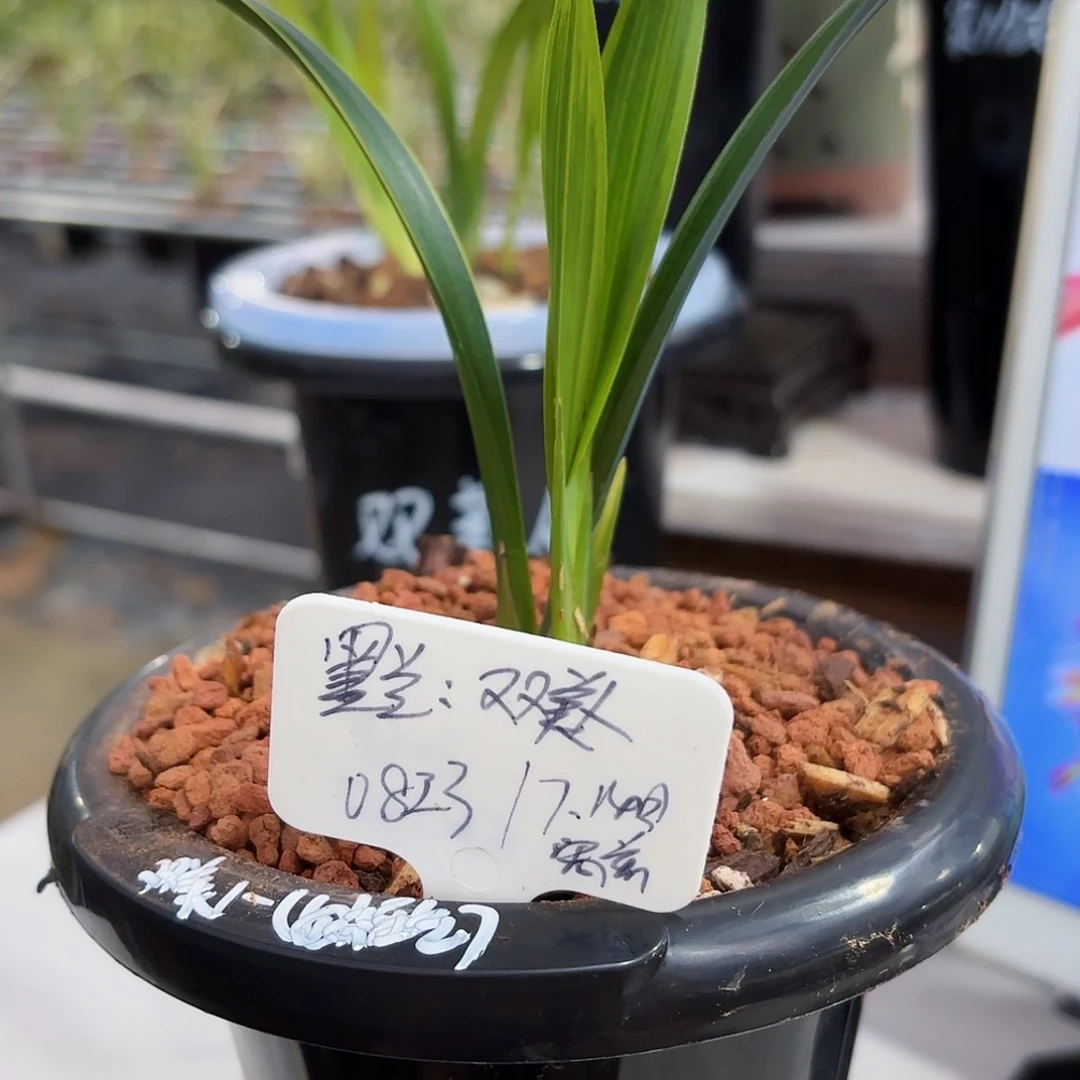 用***9完全开放墨兰墨卡墨兰