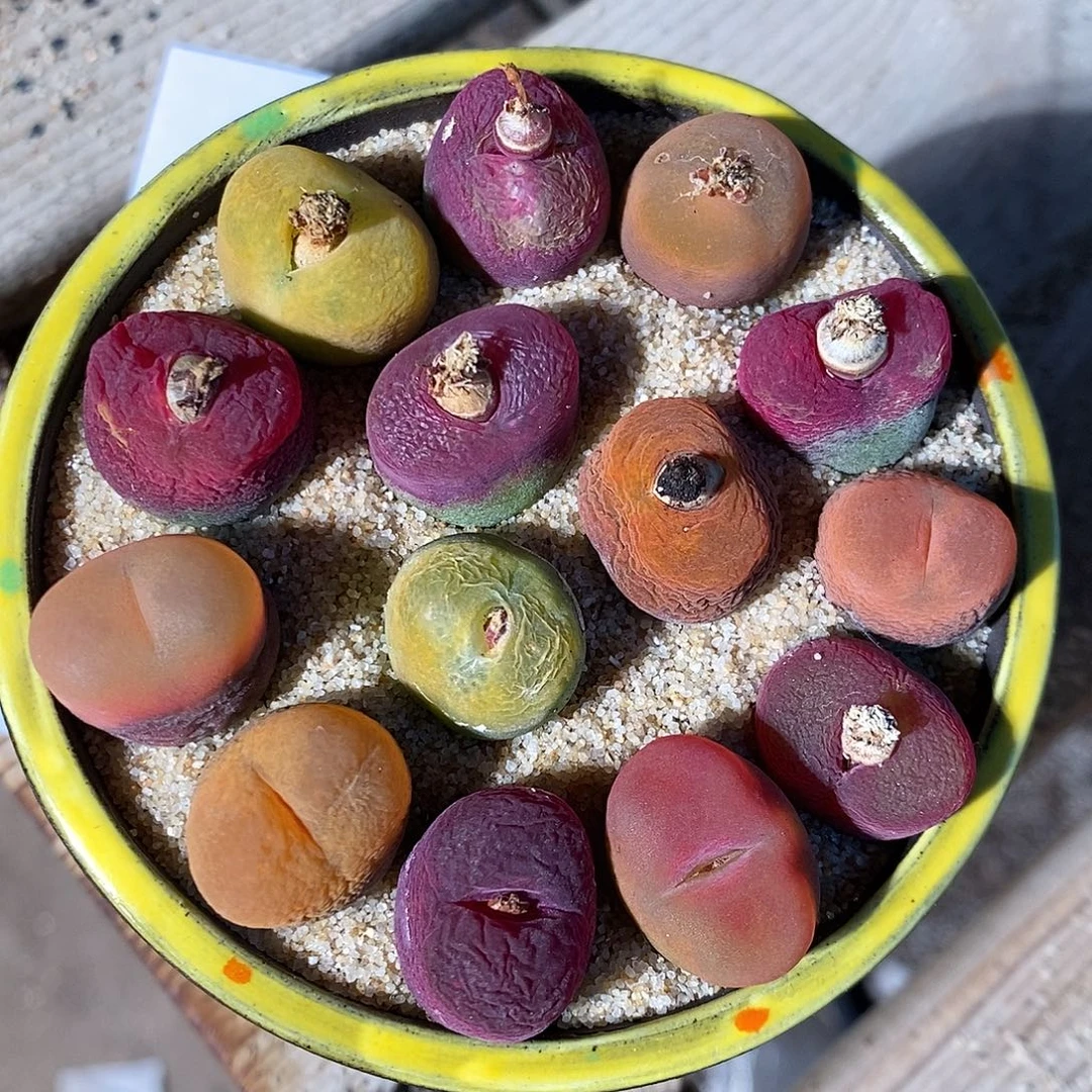 2303。  一组蟠桃。