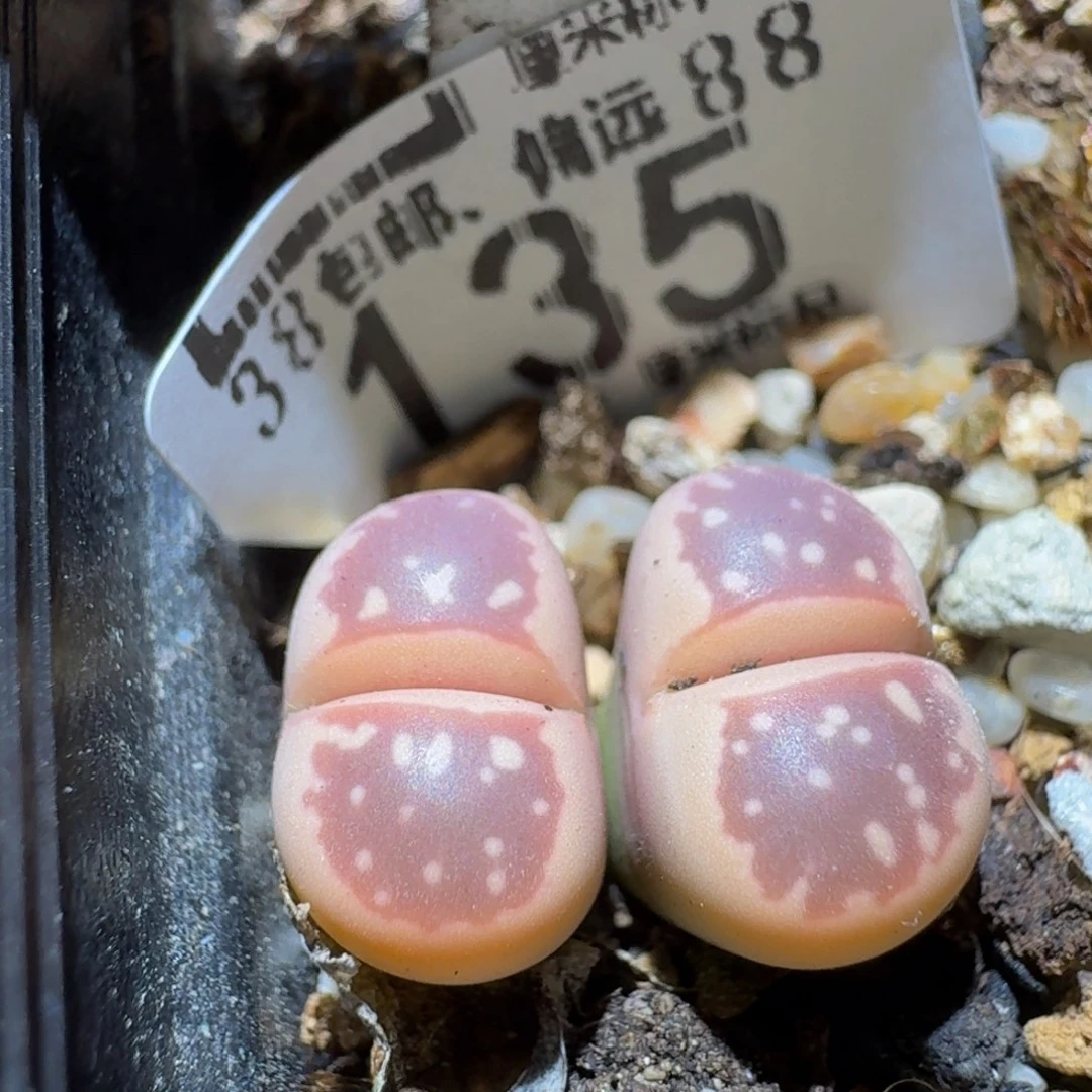 Ssss精品生石花135