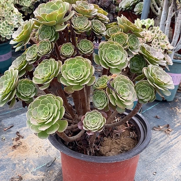 荷兰玫瑰多肉植物015