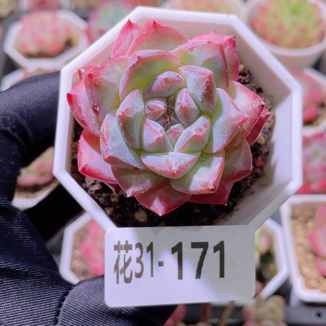 花利美31-171粉钻