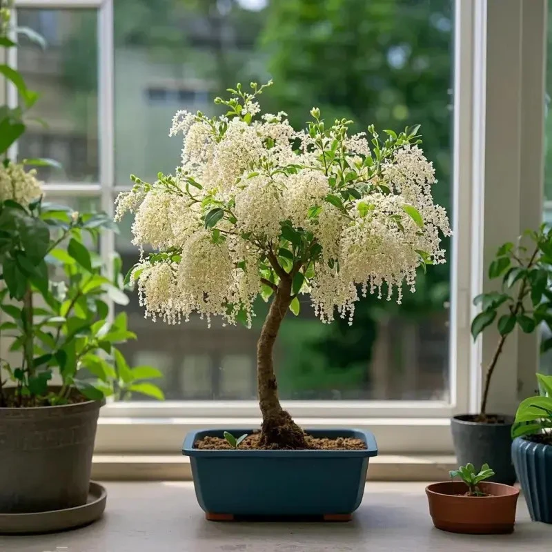流苏树苗盆栽老桩花卉植物室内外客厅阳台花苗四季开花好养护易活