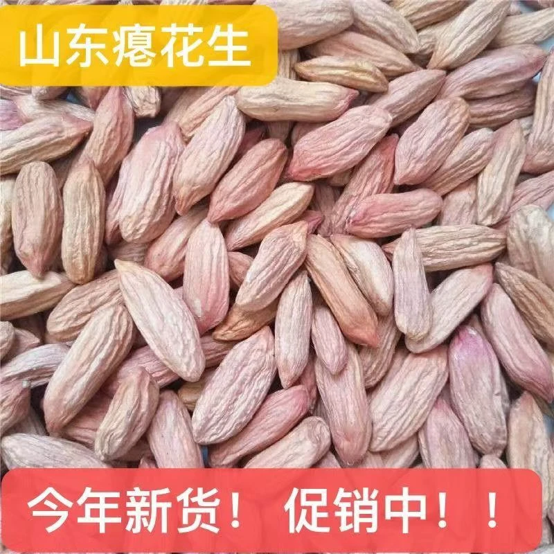 山东新瘪花生生吃甘甜新鲜小篦子花生既食小零食花生批发斤