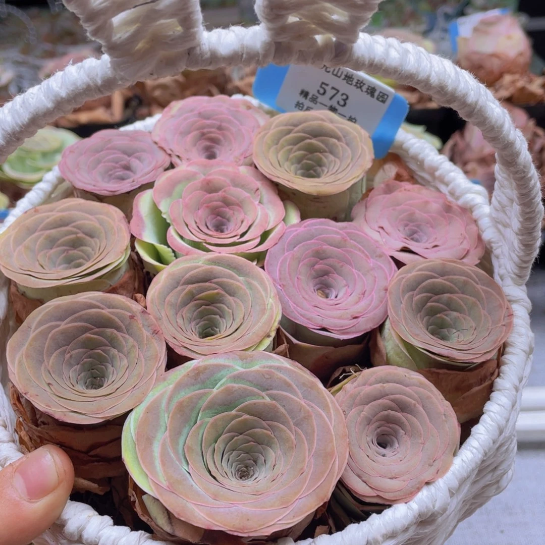 山地玫瑰573裸根发货不售后