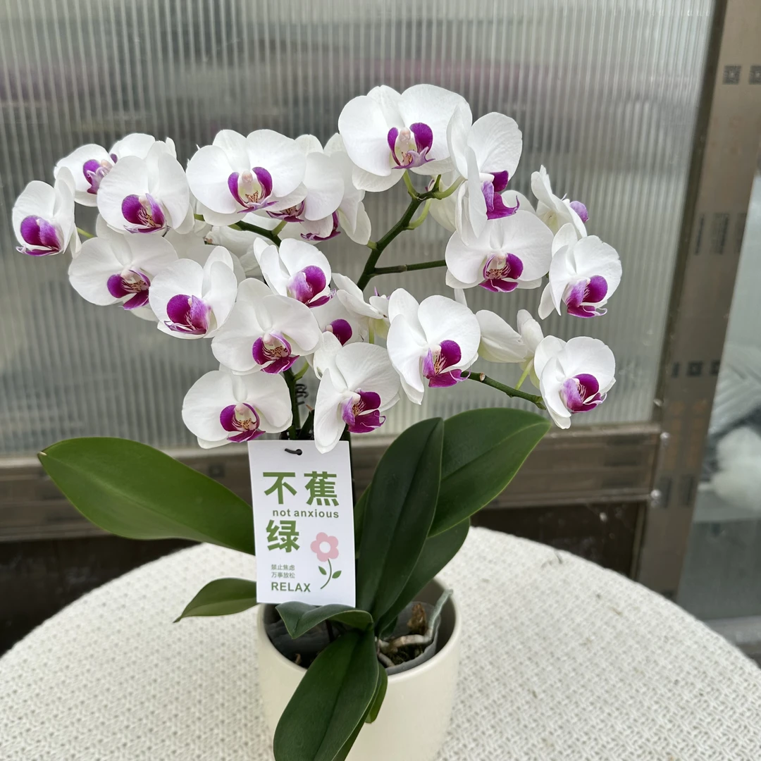 《雪玉》蝴蝶兰 洁白无瑕 高贵典雅 耐开耐养 基地直发