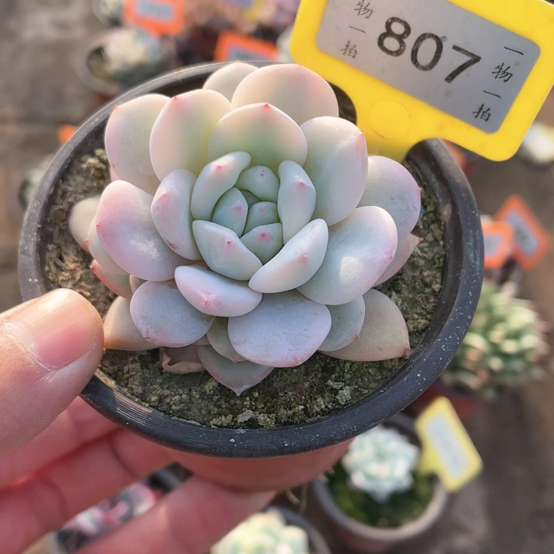 【闪购商品】807号